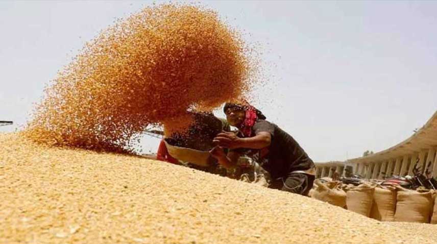 A farmer piles up wheat