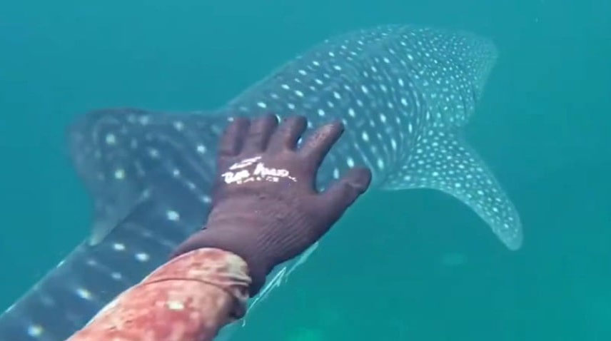 Rare whale shark spotted by Pakistani divers in Arabian Sea Whale Shark