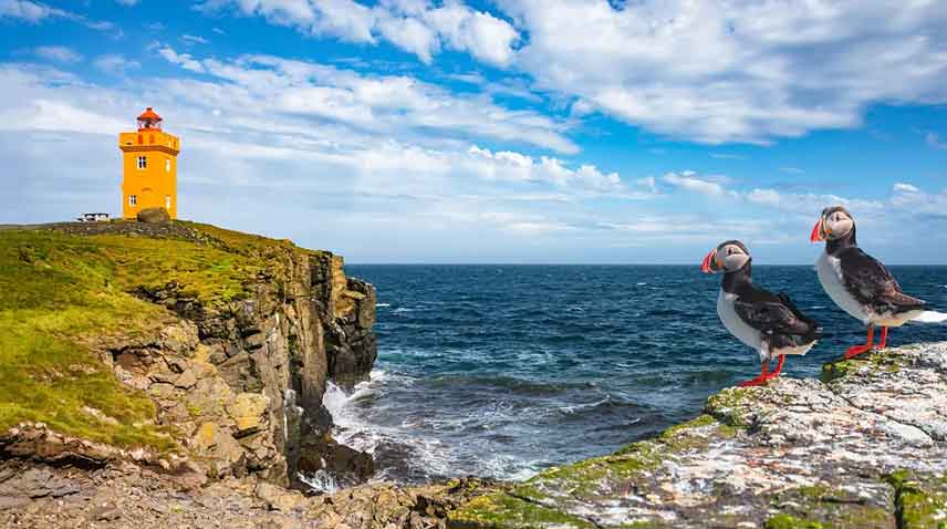 Grímsey: Europe's most remote island is home to just 20 people – and one million birds! 