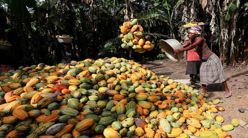 2024: Cocoa tops global commodities rally for 2nd year