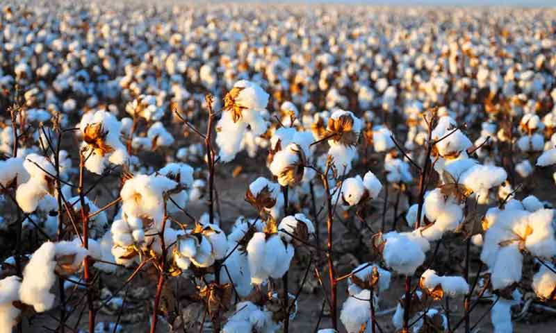 The Quest for Wrinkle-Free Cotton in the Pakistani clothing market