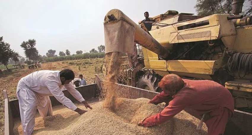 Punjab sees major drop in wheat and flour prices, bringing relief to consumers Punjab sees major drop in wheat and flour prices