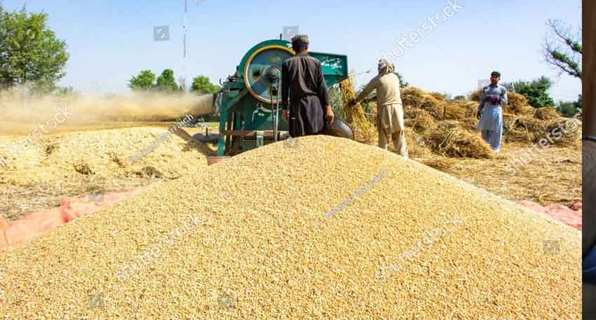 Big win for Punjab farmers: Will free wheat movement boost agri sector? 