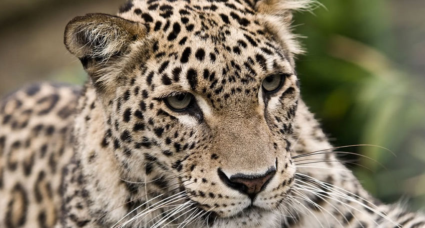 Rare injured leopard killed by locals in Abbottabad