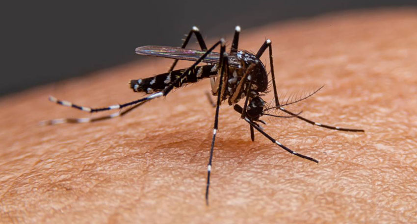 Sindh dengue cases rise