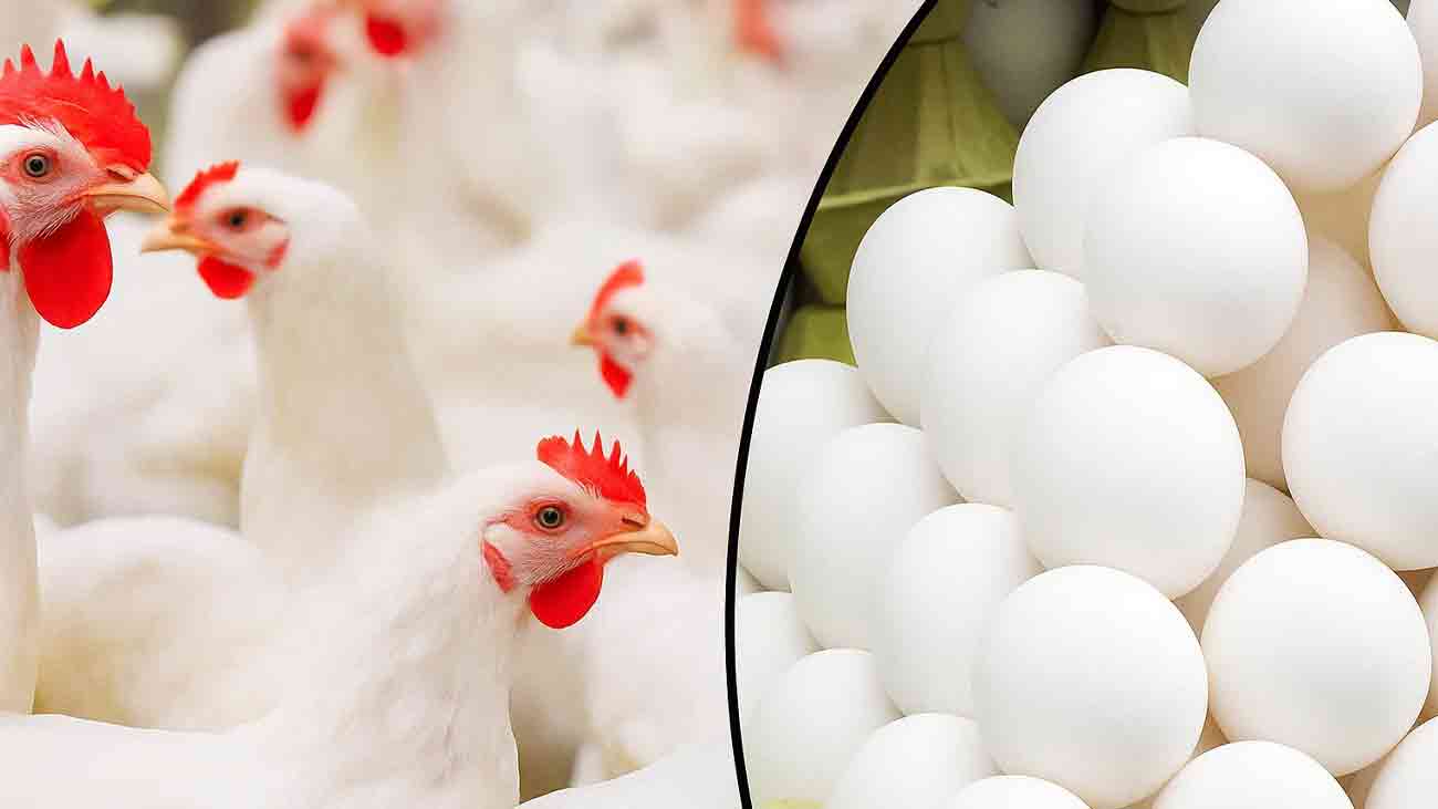 Prices of chicken, eggs, beef jump in the country. File photo