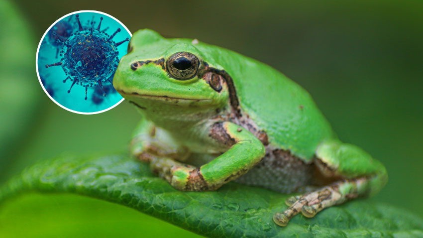 Bacteria from the Japanese tree frog has been found to have excellent cancer-fighting properties. via Science Alert