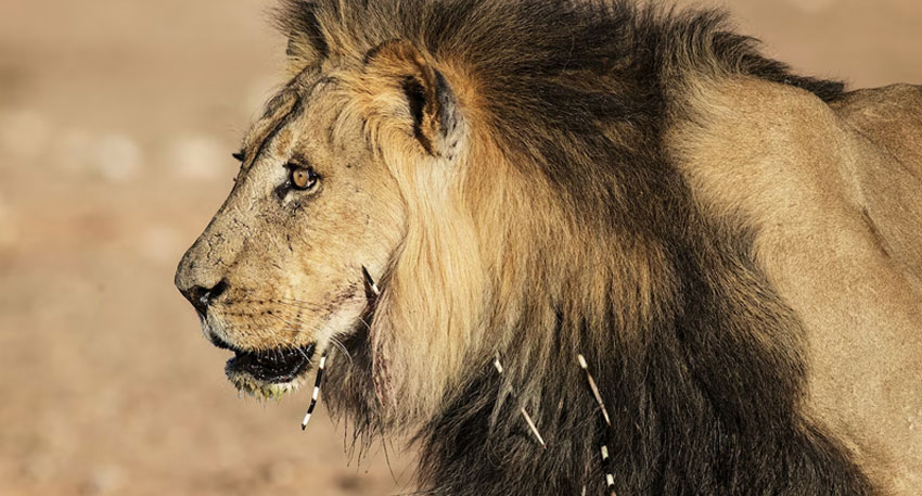Lion attacks kids in Lahore's Shah Di Khui, video went viral