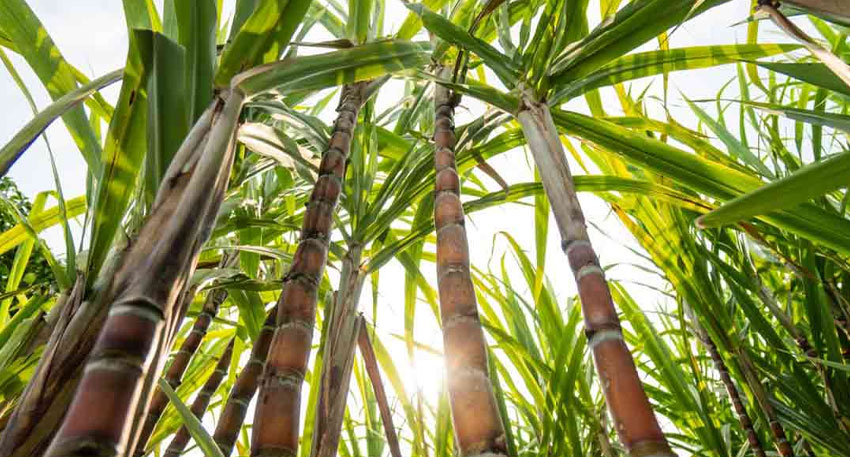 Farmers demand sugarcane support price of Rs. 600 per maund Farmers demand sugarcane support price of Rs. 600 per maund
