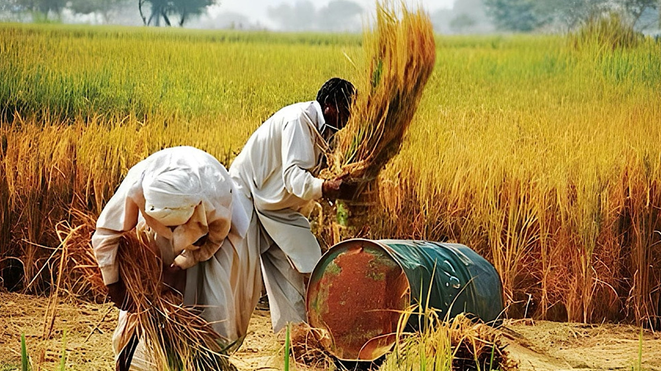 Punjab announces Rs36,000 DAP subsidy to wheat farmers File Photo