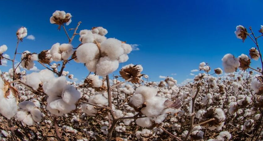 FBR slaps 18% sales tax on cotton imports File Photo