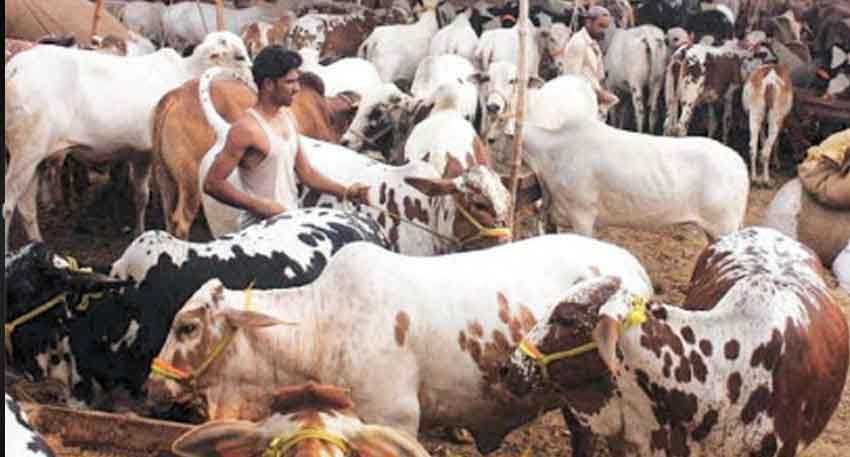 Punjab issues Advisory against donating animal hides to banned groups ahead of Eidul Azha File Photo