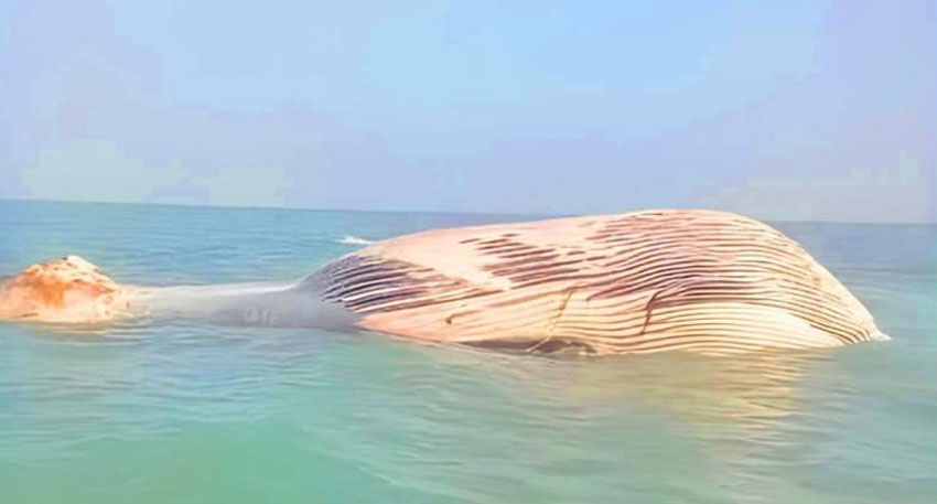 Blue whale carcass discovered in Gwatar Bay Blue whale carcass discovered in Gwatar Bay