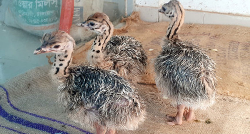 Lahore Safari Zoo celebrates first ostrich birth through incubation Lahore Safari Zoo celebrates first ostrich birth through incubation