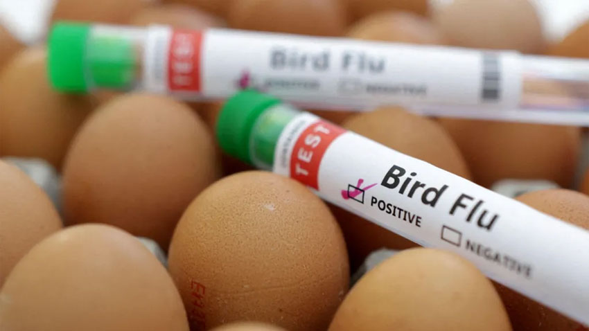 Egg prices soar amid worsening bird flu outbreak