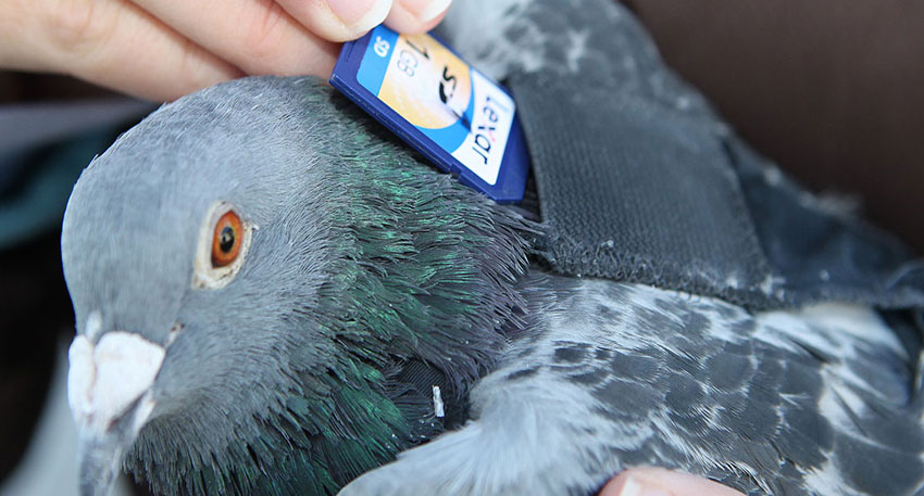Living pigeons turns into remote-controlled surveillance tools