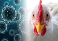 Bird flu could trigger a crisis worse than COVID-19, scientists raise alarm