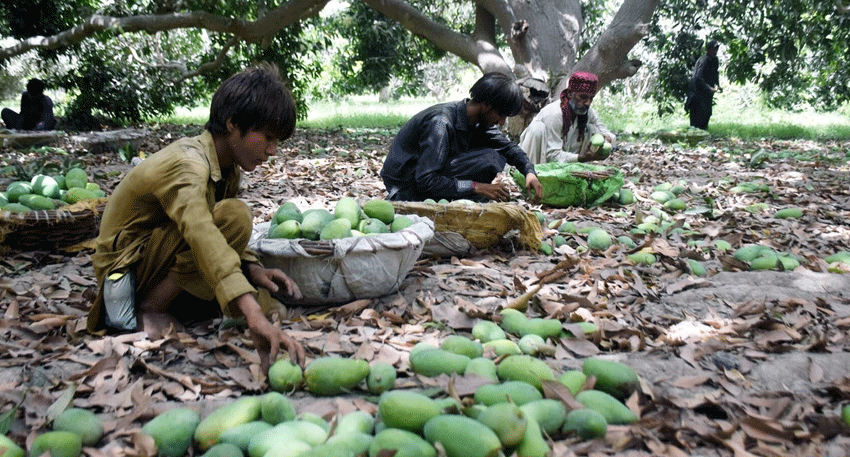 Land of mangoes to face devastation due to flood