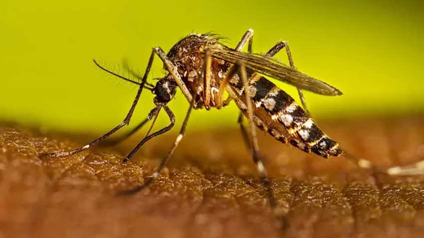 Dengue alert: 10 easy preventive measures and treatment steps File photo