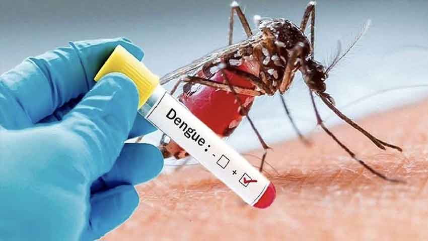 Dengue alert in Punjab: Why PDMA is warning of a deadly outbreak? File photo