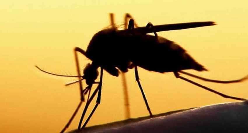Dengue