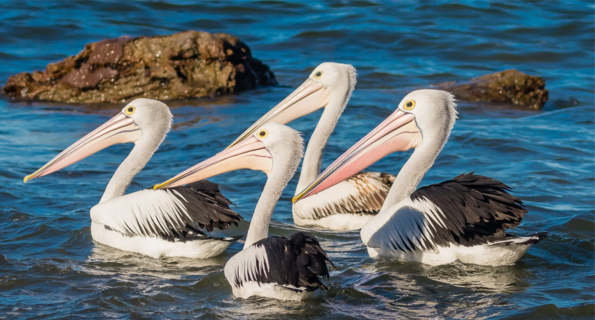 Migratory birds gather at Haleji Lake, a key wetland sanctuary in Sindh