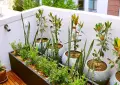 Urban gardening made easy: Experts share tips to grow food without outdoor space