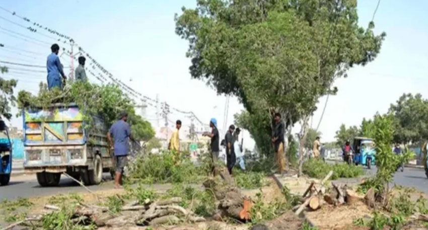 urban deforestation Pakistan