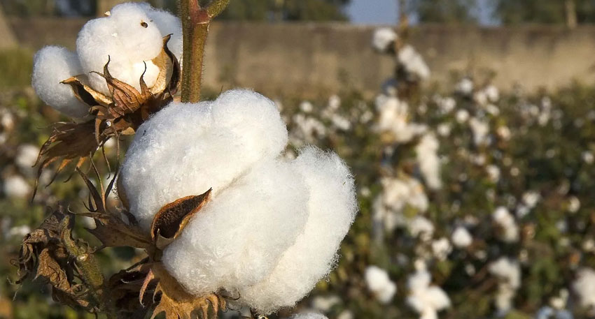 cotton prices in Pakistan