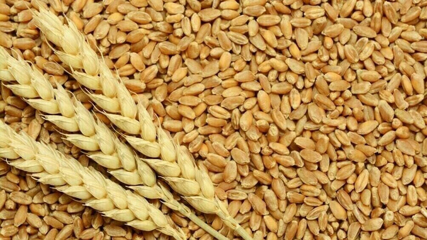 Wheat prices in Pakistan hit 29-month high as supplies tighten. File photo