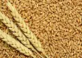 Wheat prices in Pakistan surge to 29-month high, raising inflation fears
