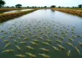 Punjab expands shrimp farming plan across 30,000 acres with new technology