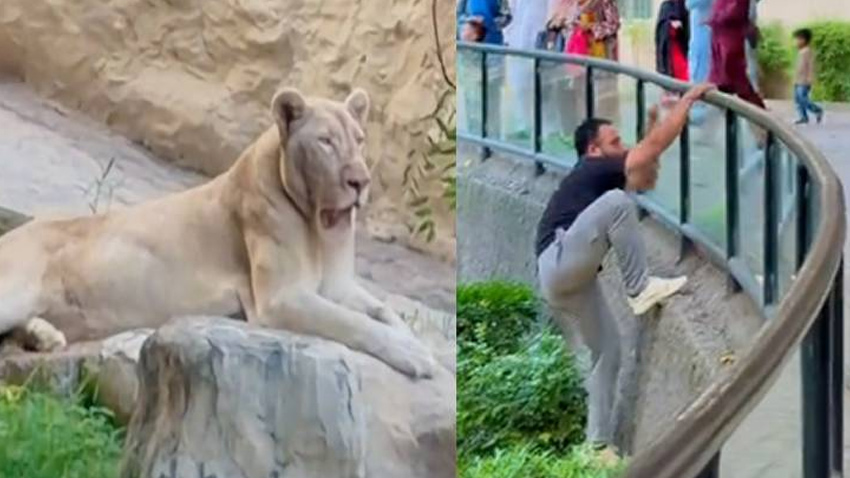 A TikToker jumps into a lion’s cage at Lahore Zoo to film a social media video. File photo