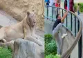 TikToker jumps into lion’s cage at Lahore Zoo to film video