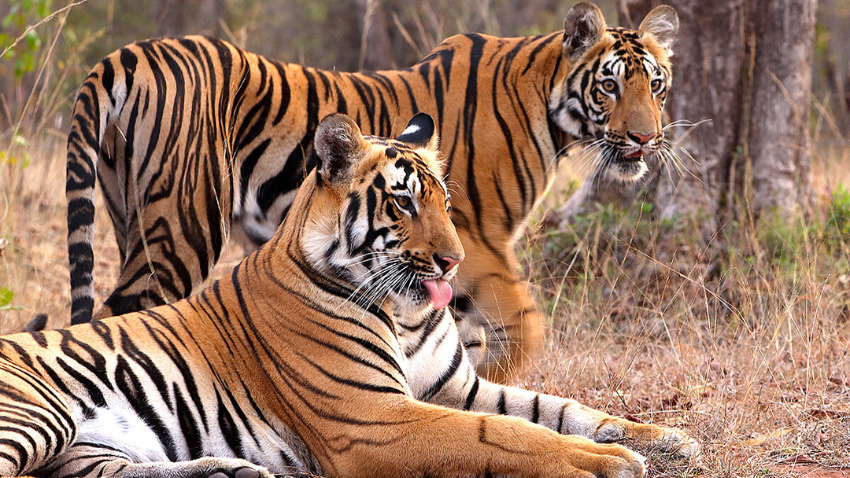 72 tigers die in deadly virus outbreak in Thailand