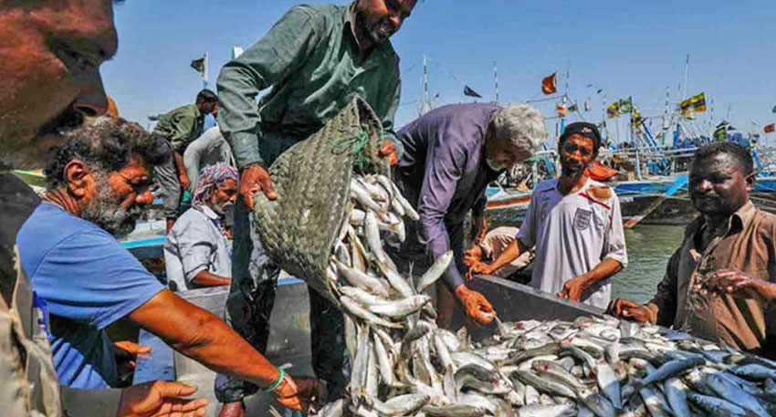 giant fish Ravi River
