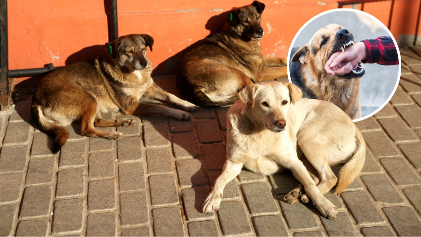 Stray dogs. File Photo