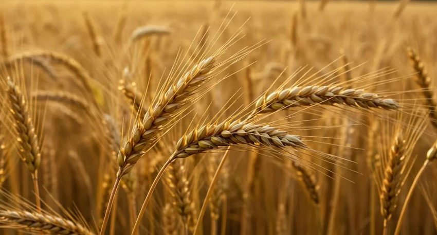 Punjab sets Rs3,500 wheat price under new 2026 policy