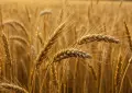 Punjab sets Rs3,500 wheat price under new 2026 policy