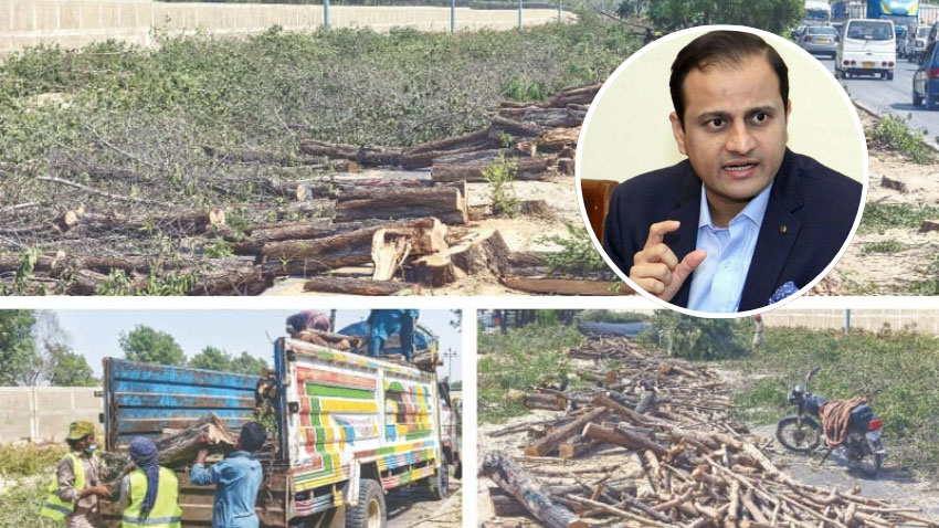 Karachi mayor orders legal action against illegal tree cutting