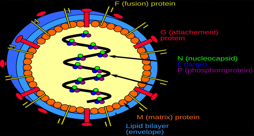 Precautions for Nipah virus