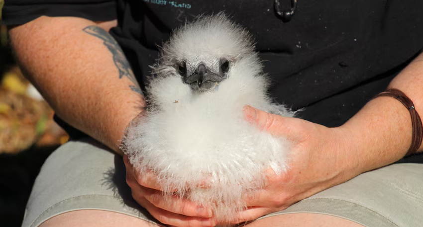 A newly hatched red-tailed tropicbird