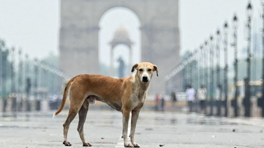 Child dies after stray dog bite. File photo