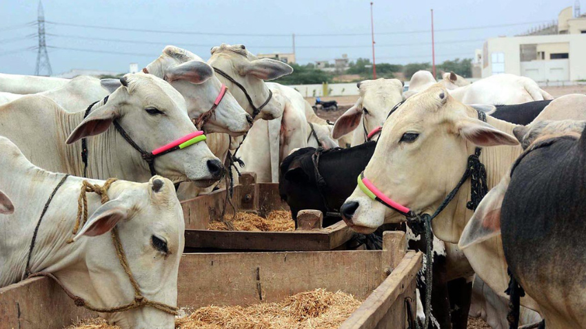 The Punjab government has launched a free livestock scheme. File photo