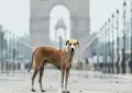 Child dies after stray dog bite in Lahore despite treatment