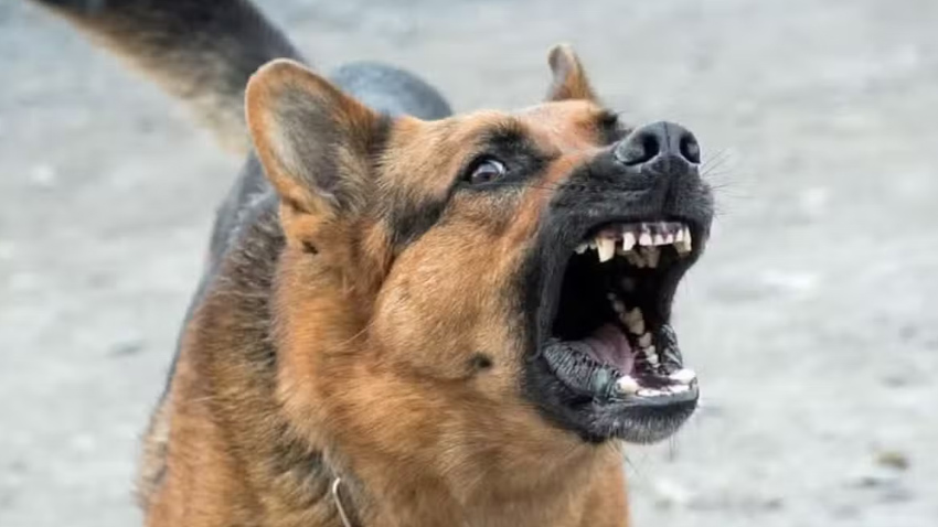 Two children were injured in a stray dog attack. File photo