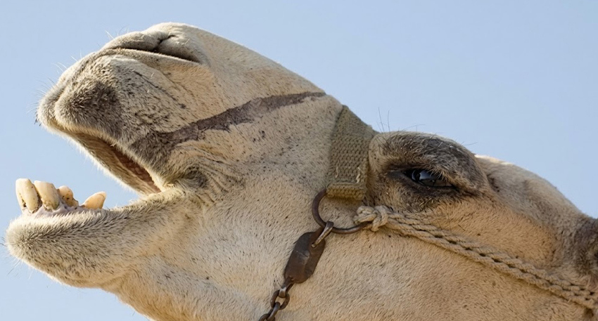 give image alt and image caption for this under 120 characters. Camel’s eyes gouged out in brutal attack in Tharparkar