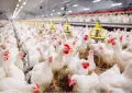 Pakistan sees sharp rise in broiler chicken rates