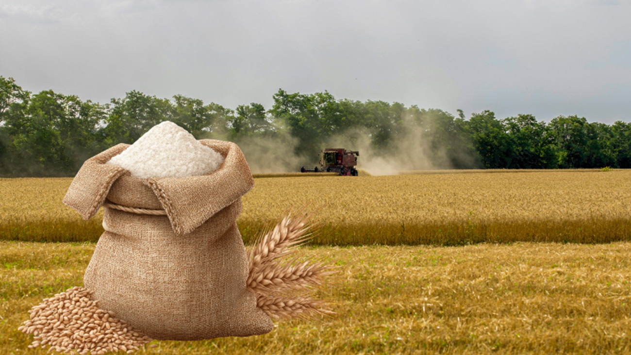 Wheat harvesting. File Photo