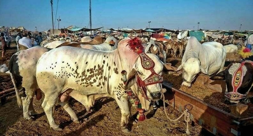 Workers preparing a designated cattle market site ahead of Eid ul Adha in Punjab. File photo